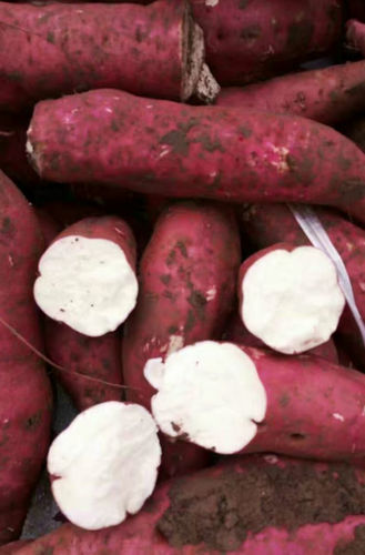 信陽(yáng)商薯19